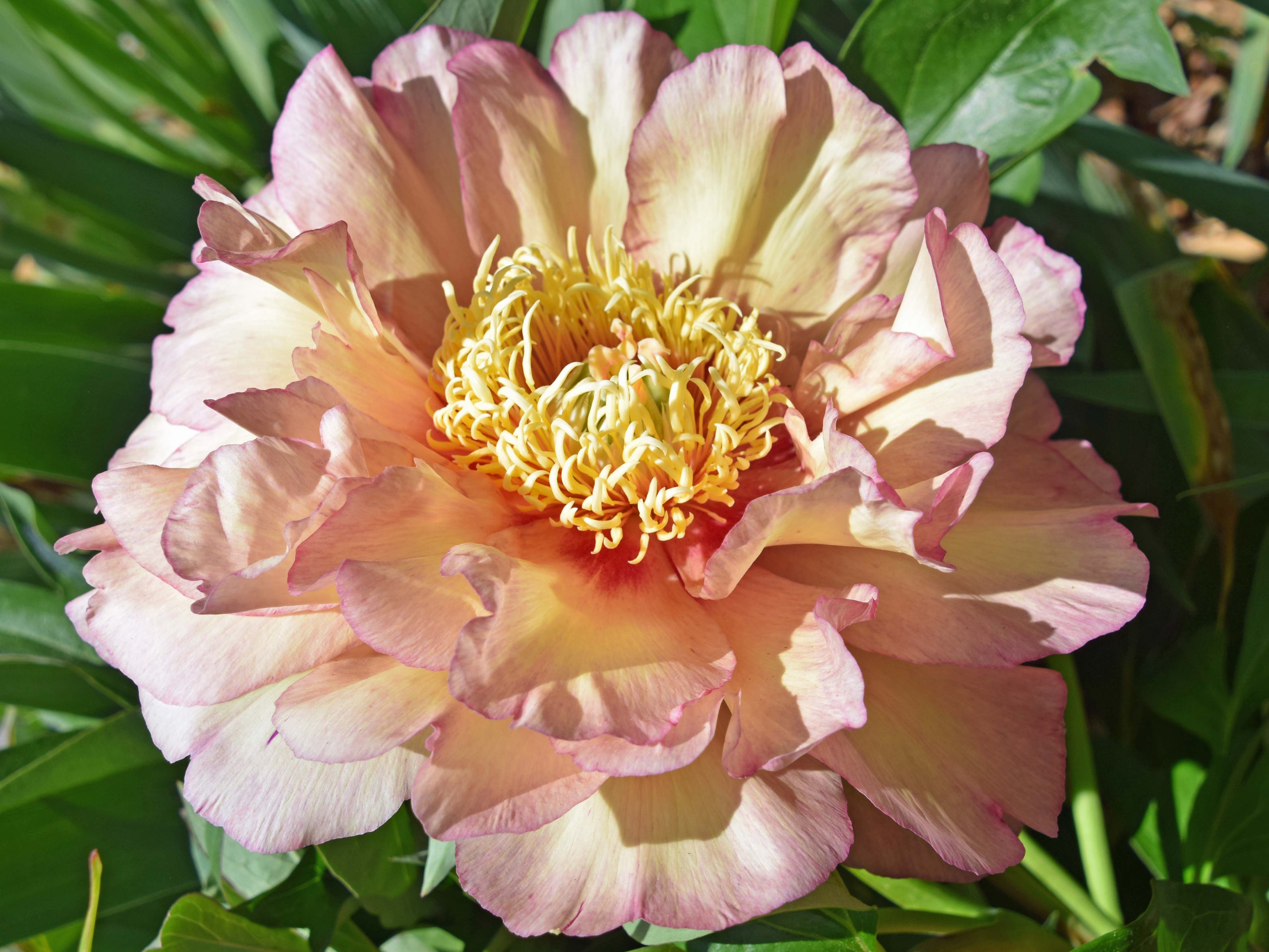 Southern Peony: intersectional